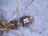 Lasius sp.